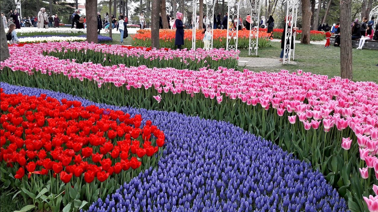 Tulips & Lavender